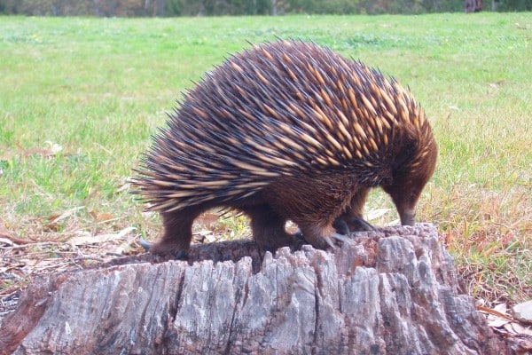 Junior Rangers – No Place Like Home