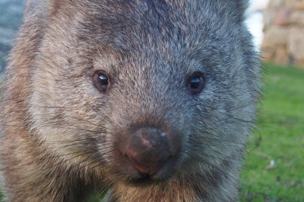 Junior Rangers – Wildlife Detective