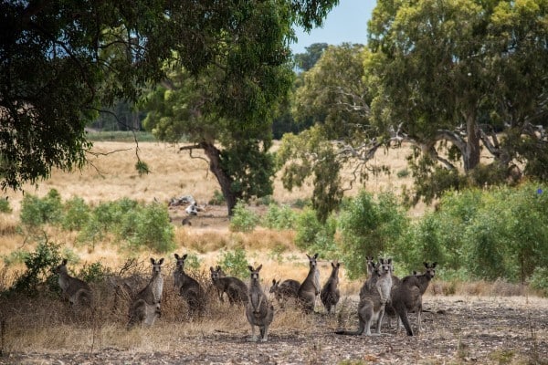 Junior Rangers – Wildlife Detective
