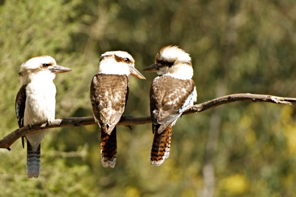 Junior Rangers – No Place Like Home