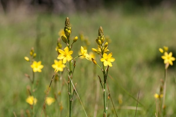 Junior Rangers – Nature Treasure Hunt
