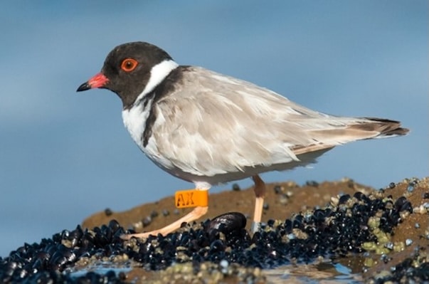 Junior Rangers – Hoodies Nesting, Tread Lightly