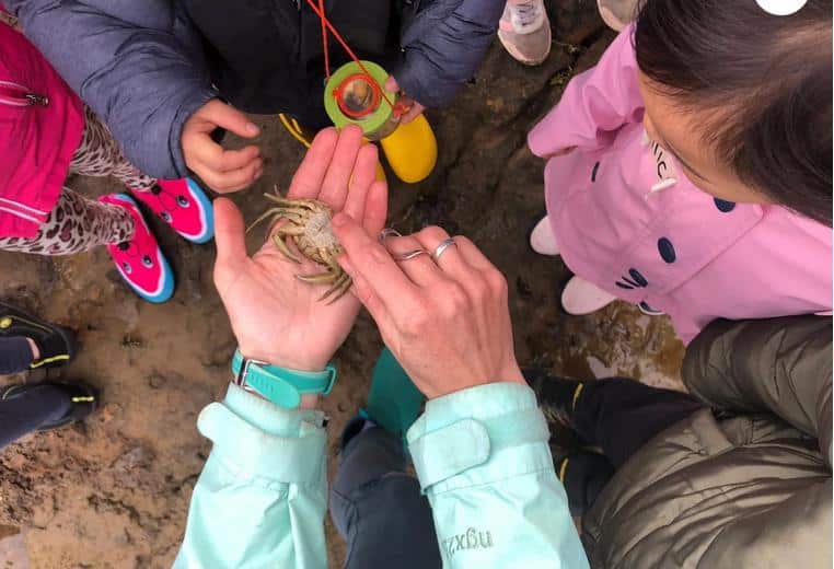 Ricketts Point Marine Sanctuary, Be a marine biologist