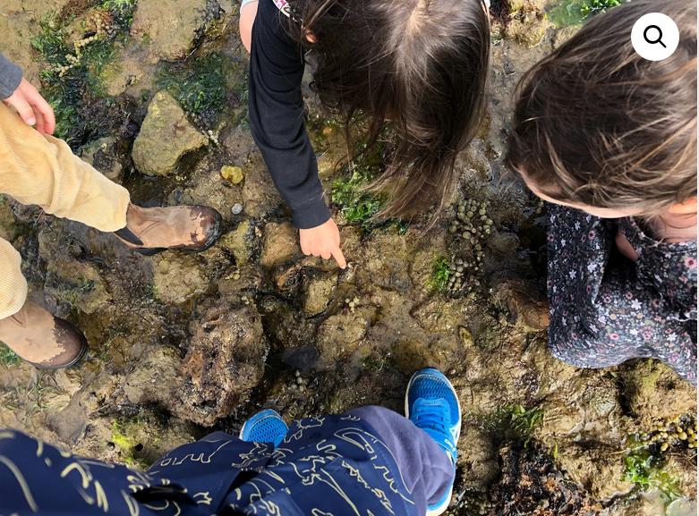 Ricketts Point Marine Sanctuary Twilight Fossil &amp; Rockpool Discovery