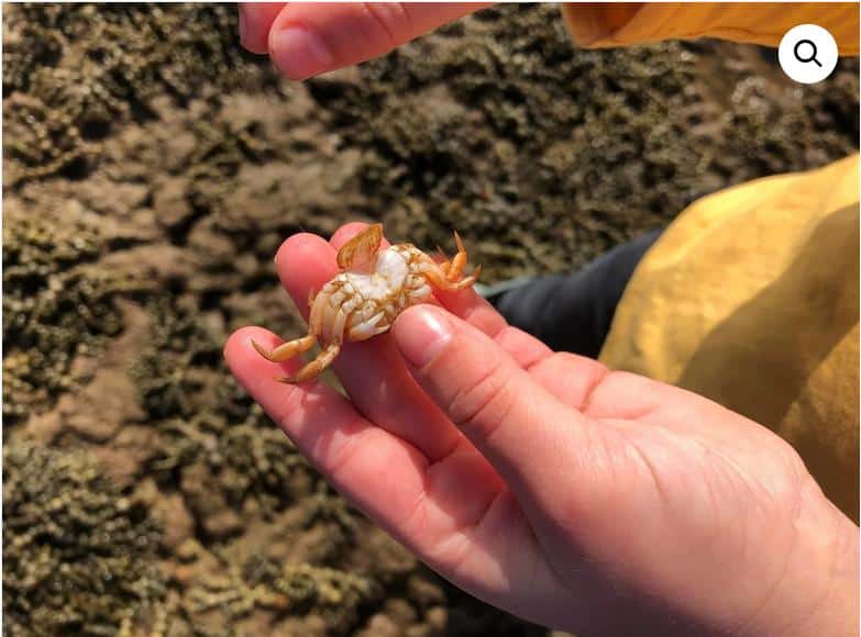 Mushroom Reef Sanctuary Rockpool Discovery