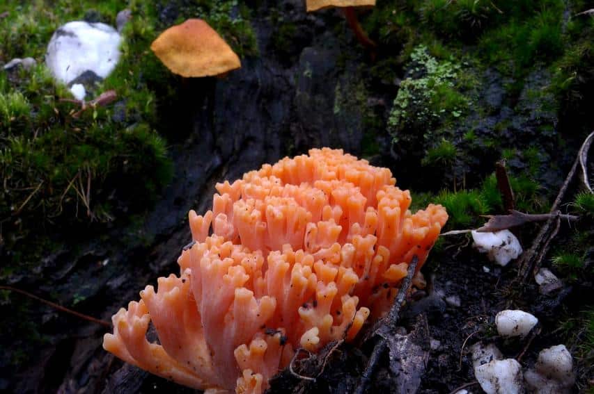 Junior Rangers – Forest Fungi