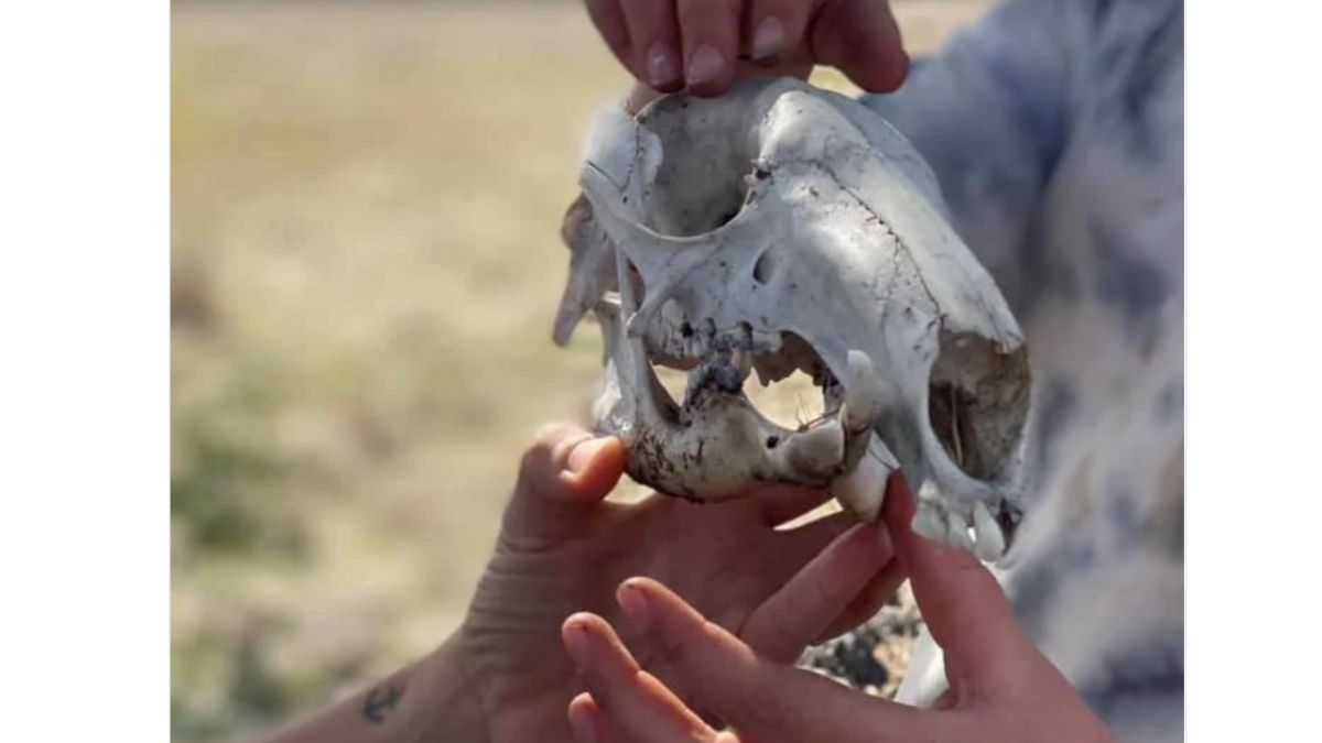 Mernda ~ Fossil Hunters: Nature Detectives Adventure