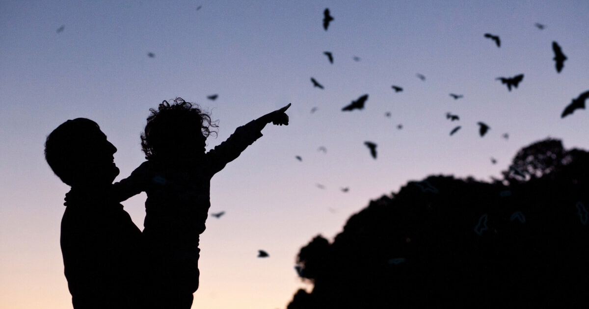 Nocturnal Wildlife Walk